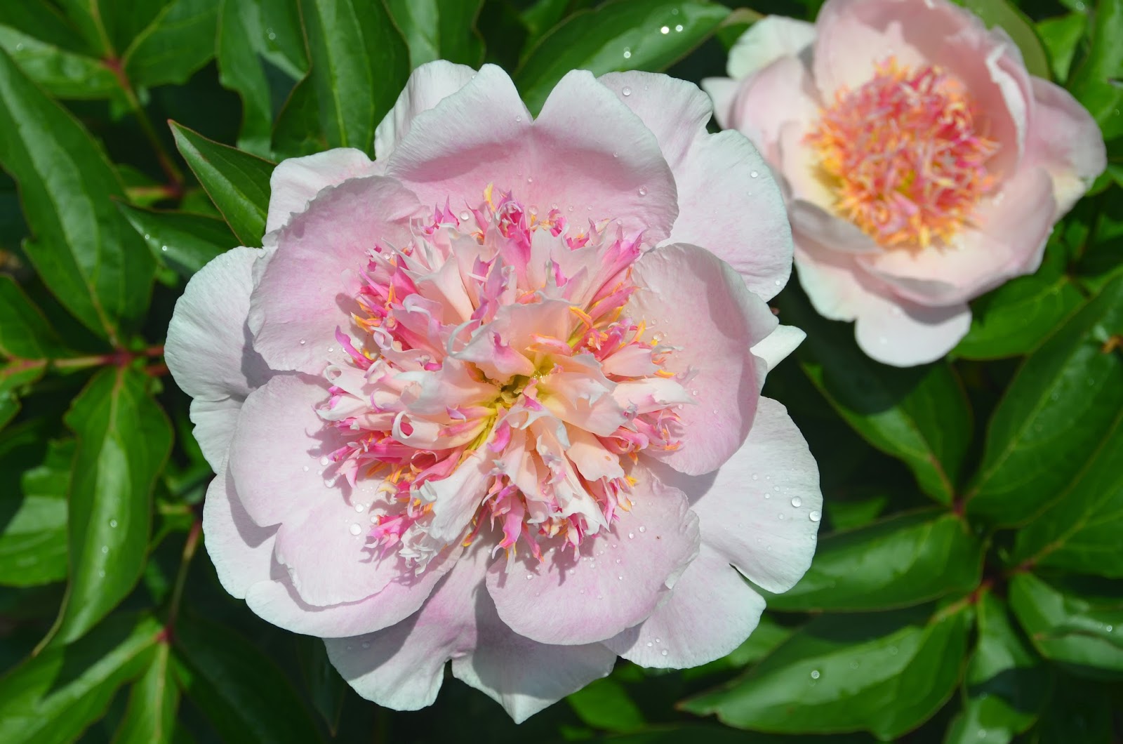 Southern Peony 2017 Peony Bloom Clusters Mid Season