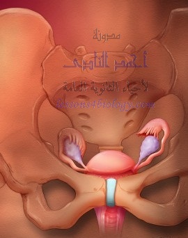 موقع الجهاز التناسلى الأنثوى - منطقة الحوض خلف المثانة