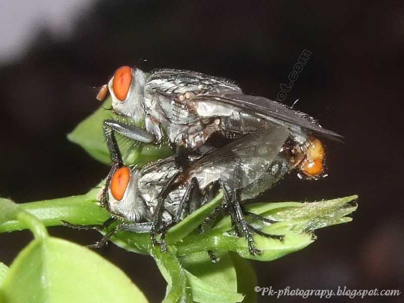 Flesh Flies Nature, Cultural, and Travel Photography Blog