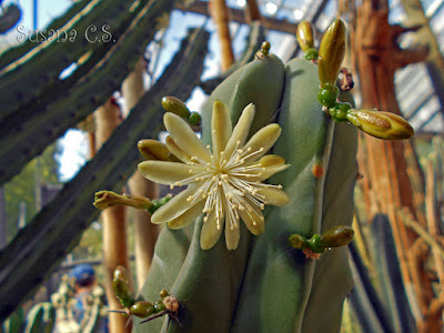 Real Jardín Botánico - Madrid Real Jardín Botánico - Madrid