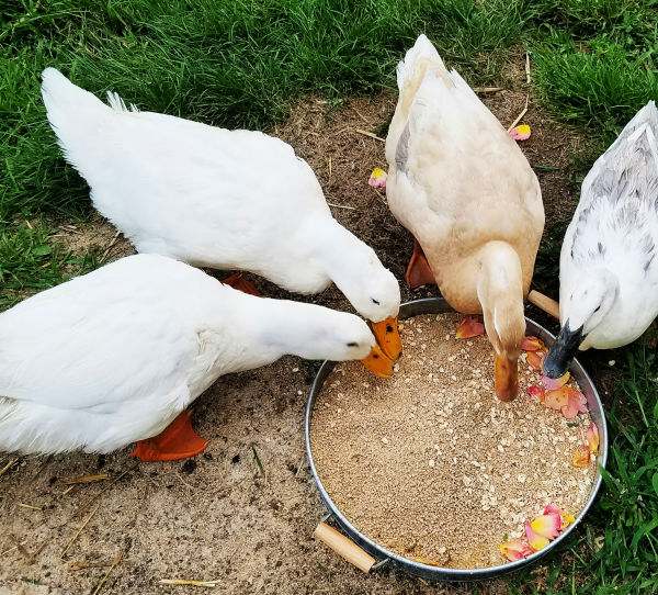 Ten Things you Need to Know about Raising Ducks Fresh Eggs Daily