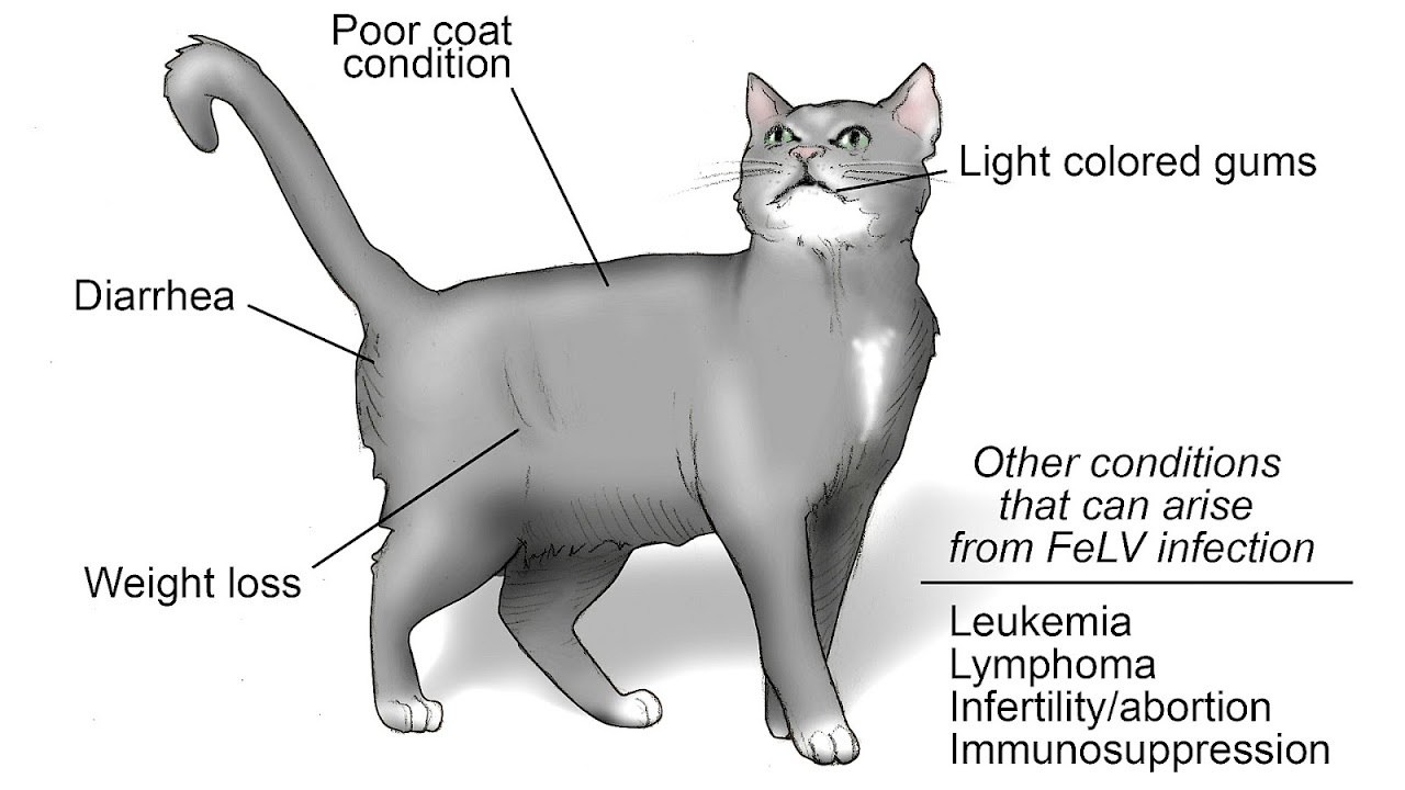 What Vaccinations Do Cats Need Cat Choices