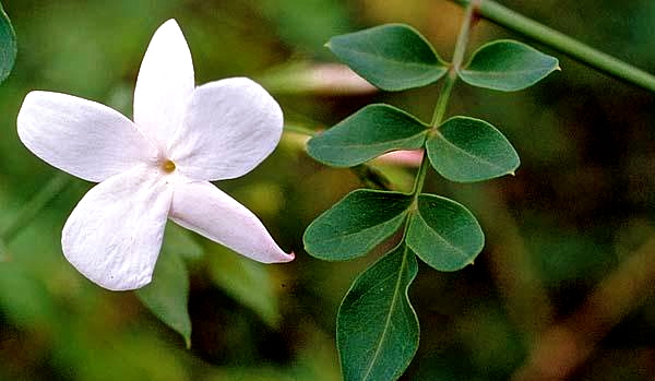 ジャスミンの種類 - Jasminum grandiflorum または Royal Jasmine