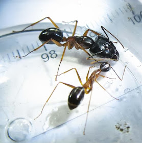Camponotus major and minor workers