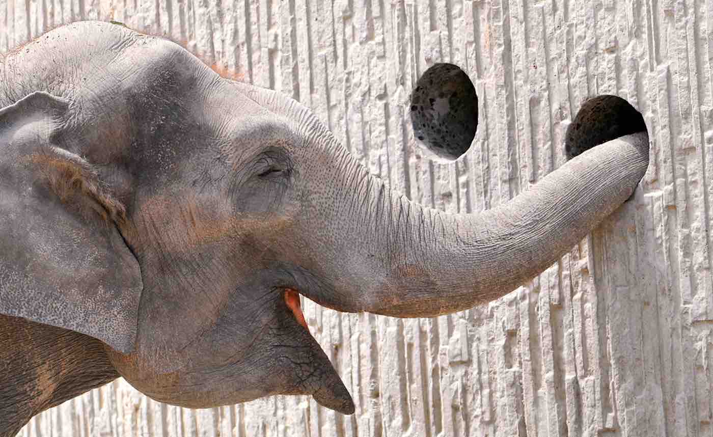 Denmark's Government Buys The Country’s Last Four Remaining Circus Elephants For $1.6 Million