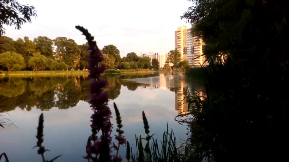 Летнее озеро в калининграде