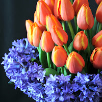 Color block tulips and hyacinth