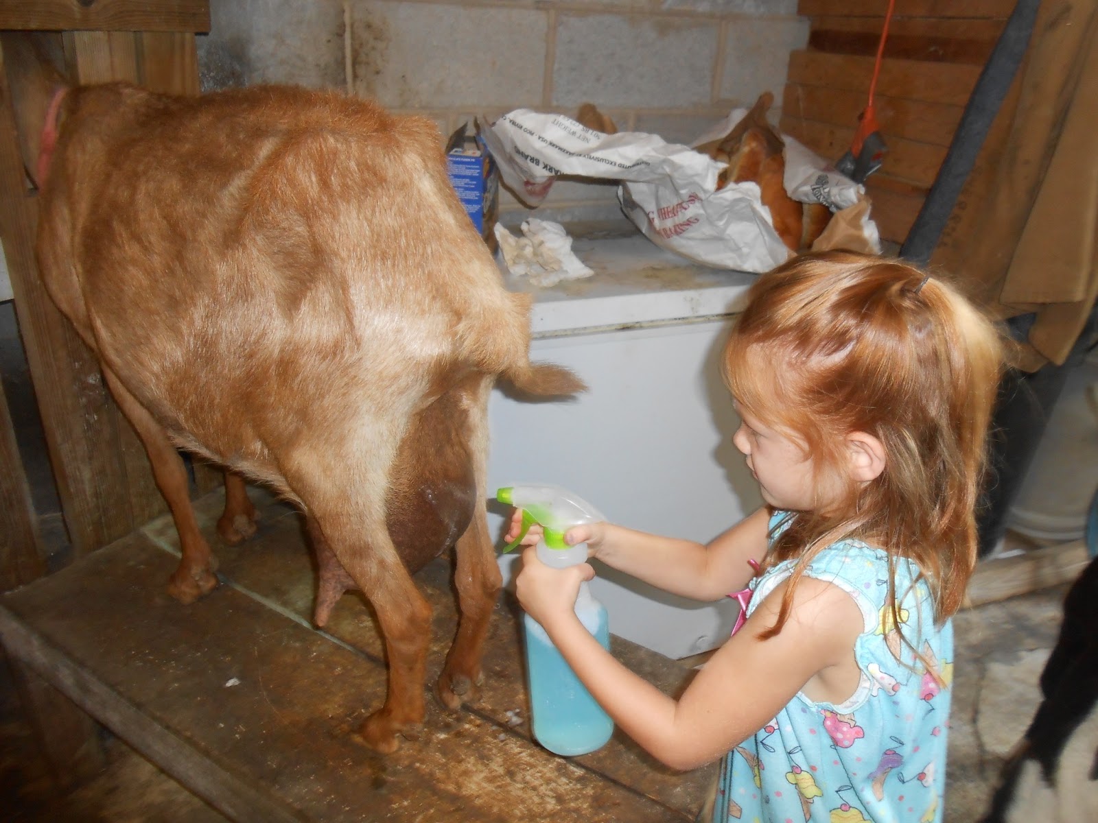 Outback Farm Taylor, the goat cleaner