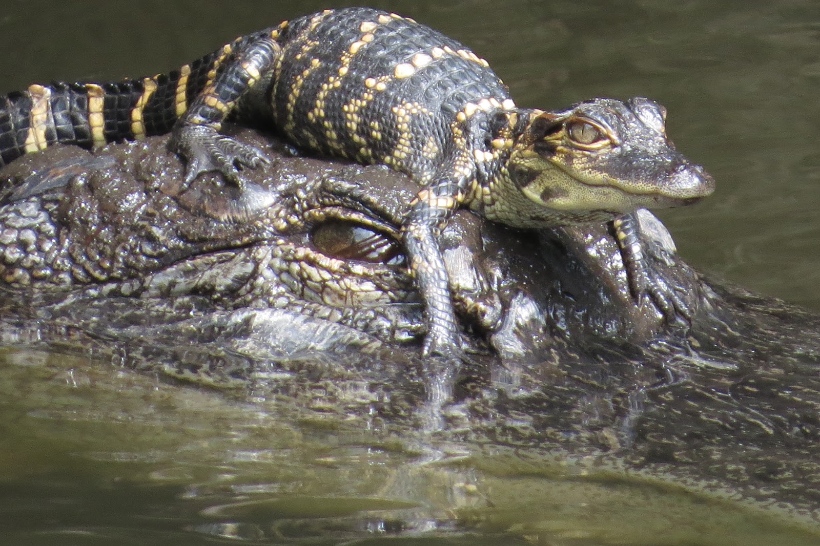 Florida Suncoast Birding Florida Reptiles