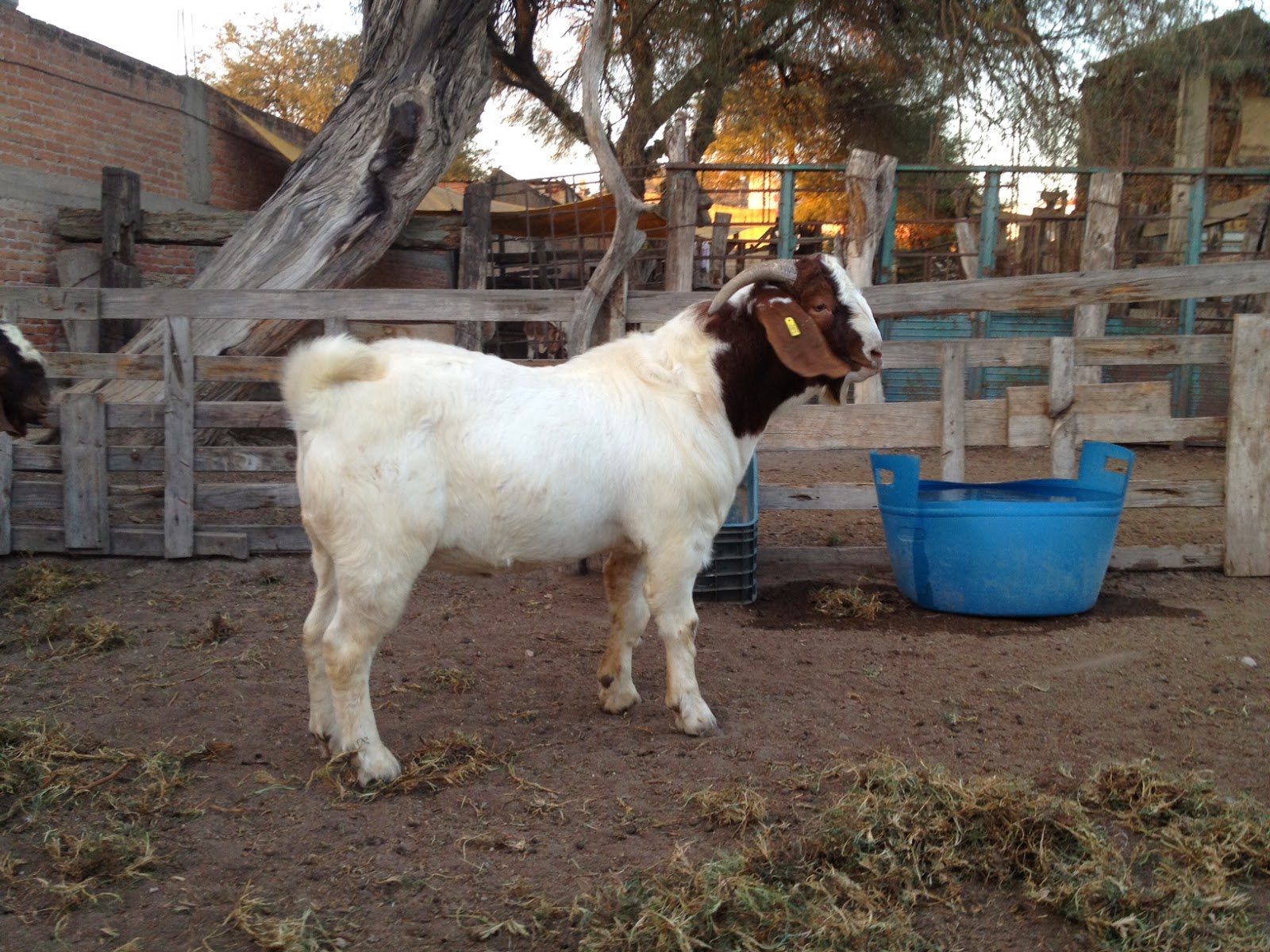 Criadero Boer Cabras Boer y Borregos Dorper chivos boer del criadero