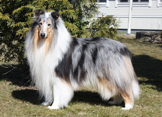 Pitkäkarvainen collie, Roxier's Blue Maxson