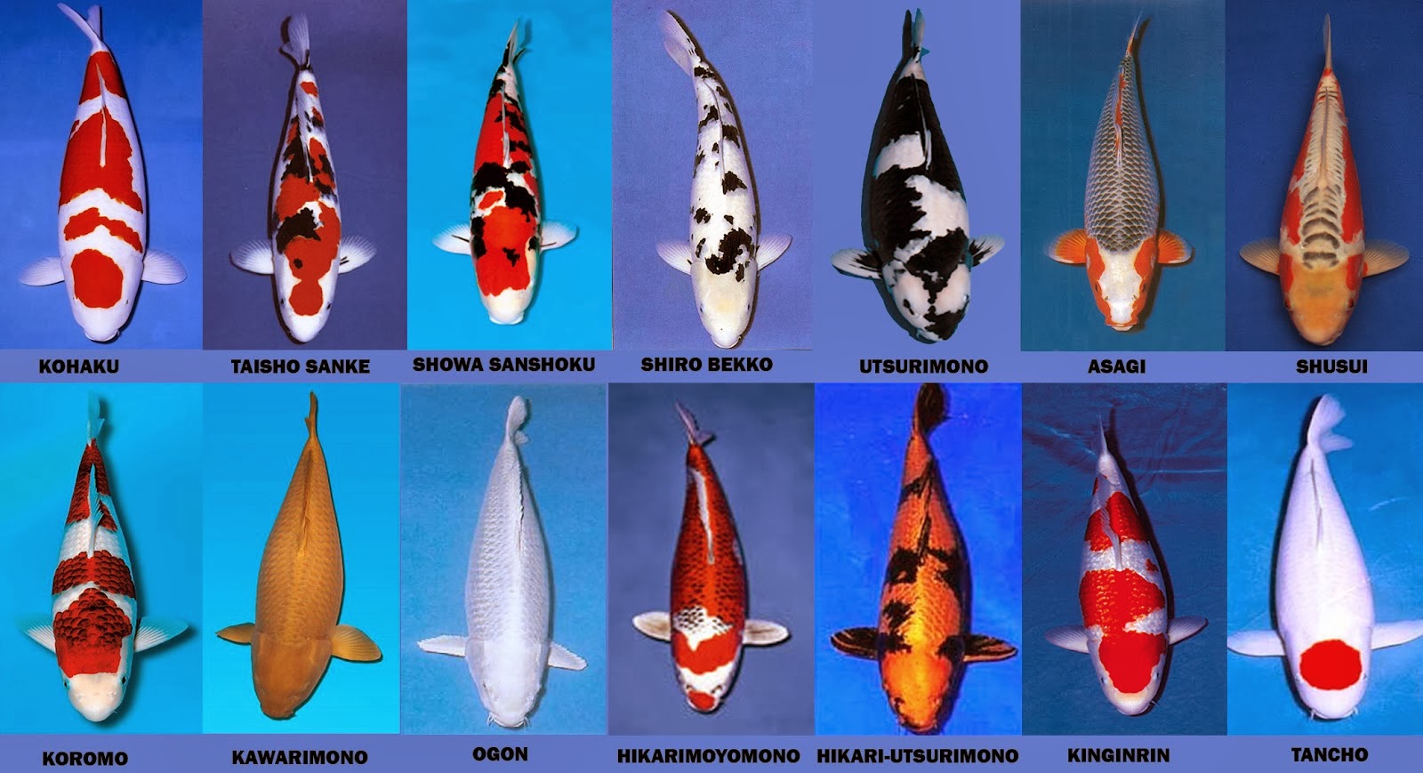 Budidaya Ikan Koi Jenis Ikan Koi