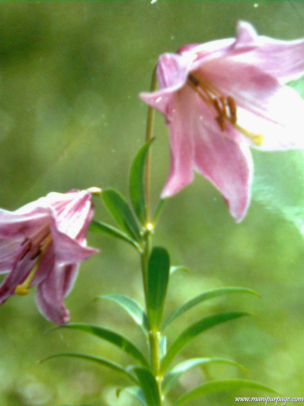 MY MANIPUR SIROI LILY