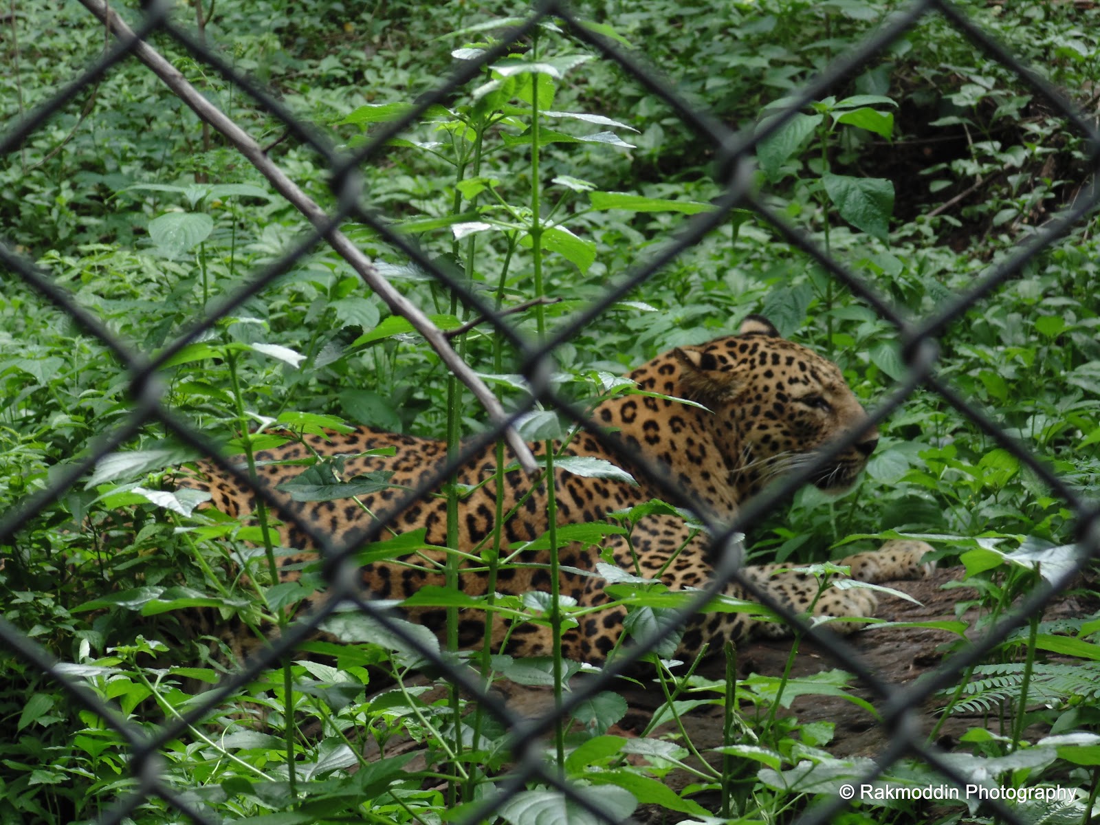 Katraj Rajiv Gandhi Zoo and Snake Park