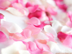 petals rose pink fresh sweet pretty wallpapers