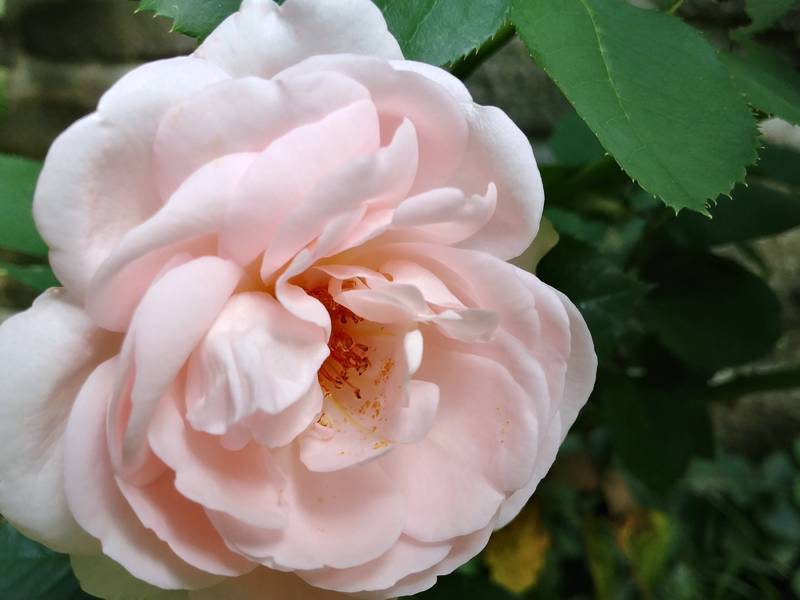 Rosenblüten gibt es in unzähligen warmen Farben, die Bandbreite reicht
