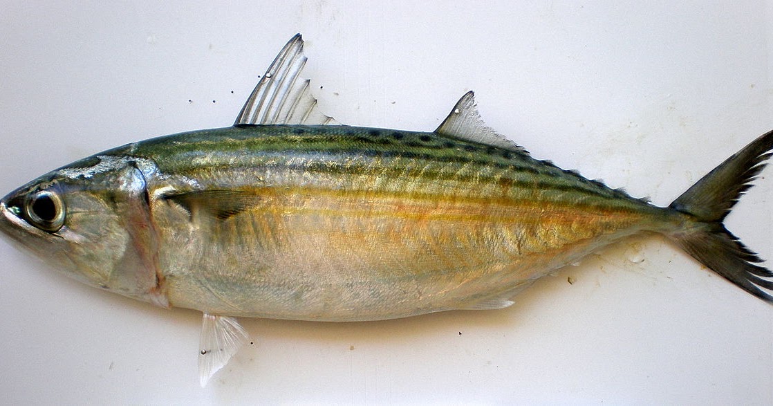 Jenis - Jenis Ikan Air Laut Ekonomis Penting [Bagian 20] - Lalaukan
