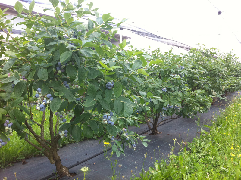Pianta Di Mirtillo Gigante Americano Reka® - Biologica, Per Vaso O Giardino - Foto 3