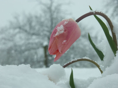 Fotos de flores en invierno - belleza