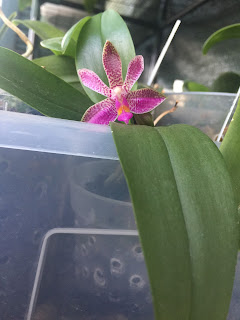 , Phalaenopsis Violacea x Minus, diarid'orchidee