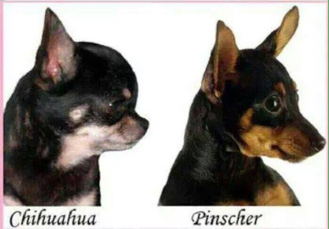 Estandar nariz del chihuahua