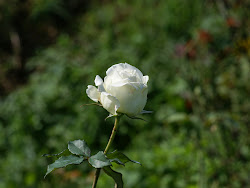 rose roses flower poem alisa apps background dew