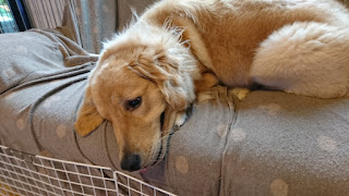 Kadonopage 表情のある犬です