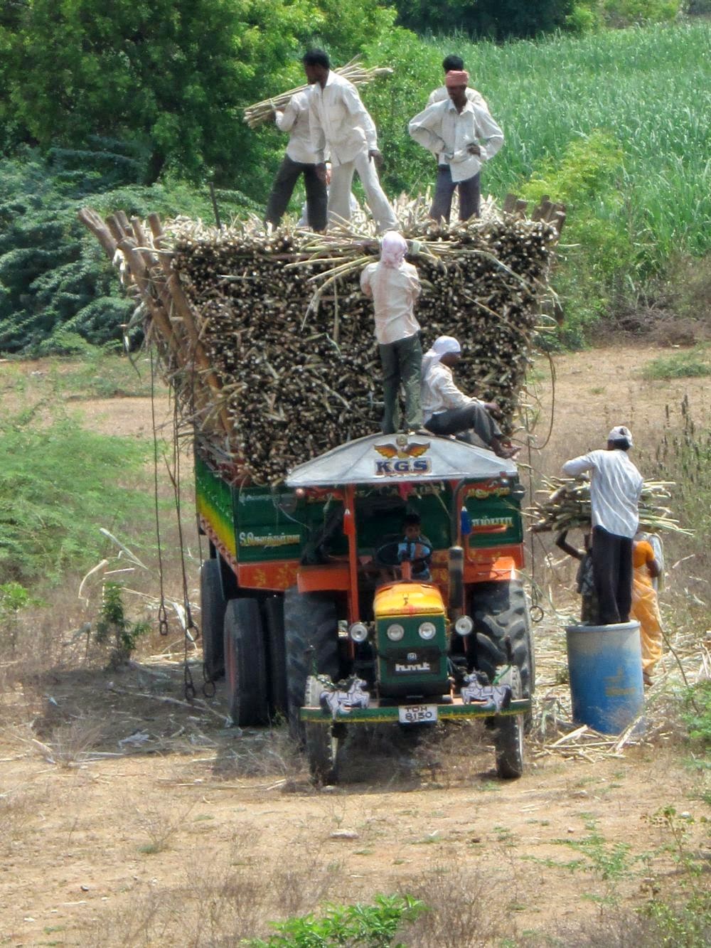 ARUNACHALA LAND Sugarcane Cultivation at Tiruvannamalai