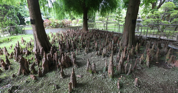 台中潭子|石牌公園|公園內一片奇特的鐘乳石樹根|又稱台中小桂林