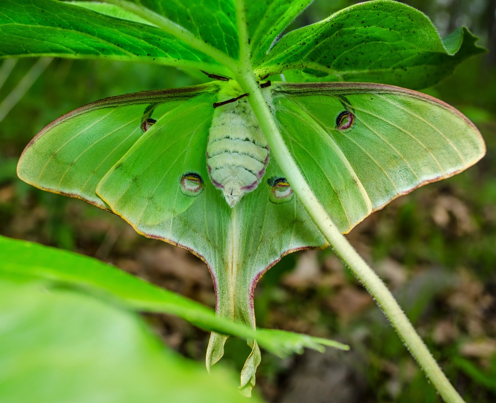 Spanish luna moths are by far my favorite of the saturniidae family 3 accen...