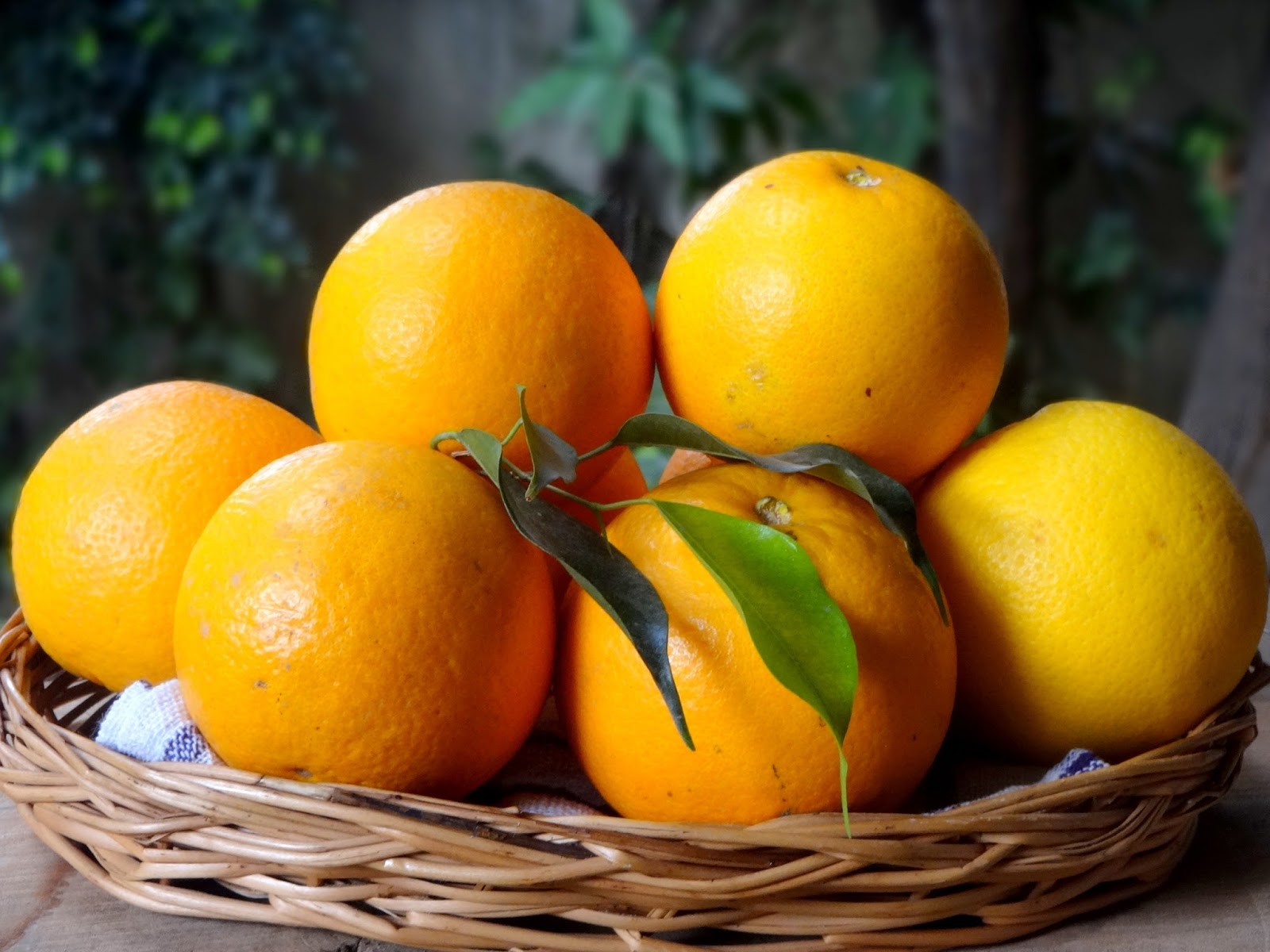 Orange Marmalade Rolls BreadBakers Ambrosia