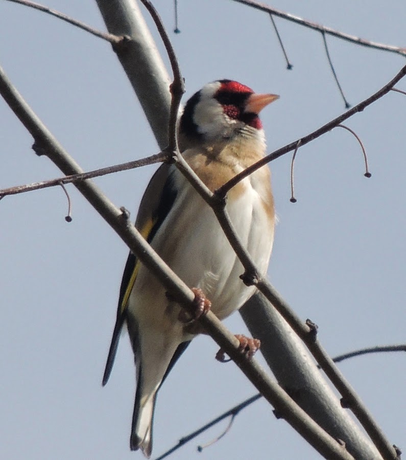 Carduelis carduelis