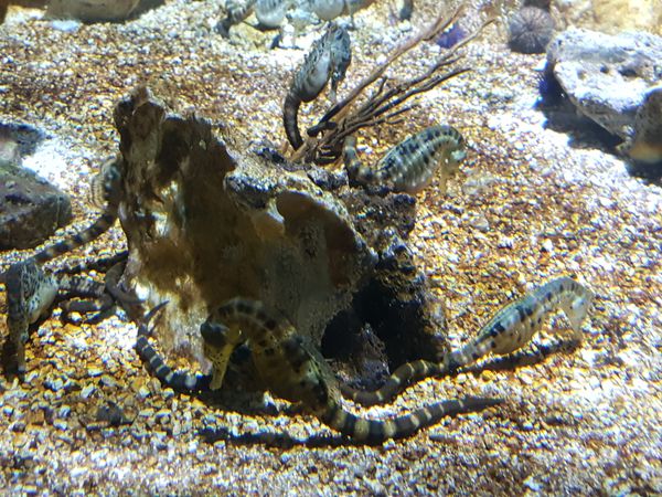 hippocampes-aquarium-rochelle