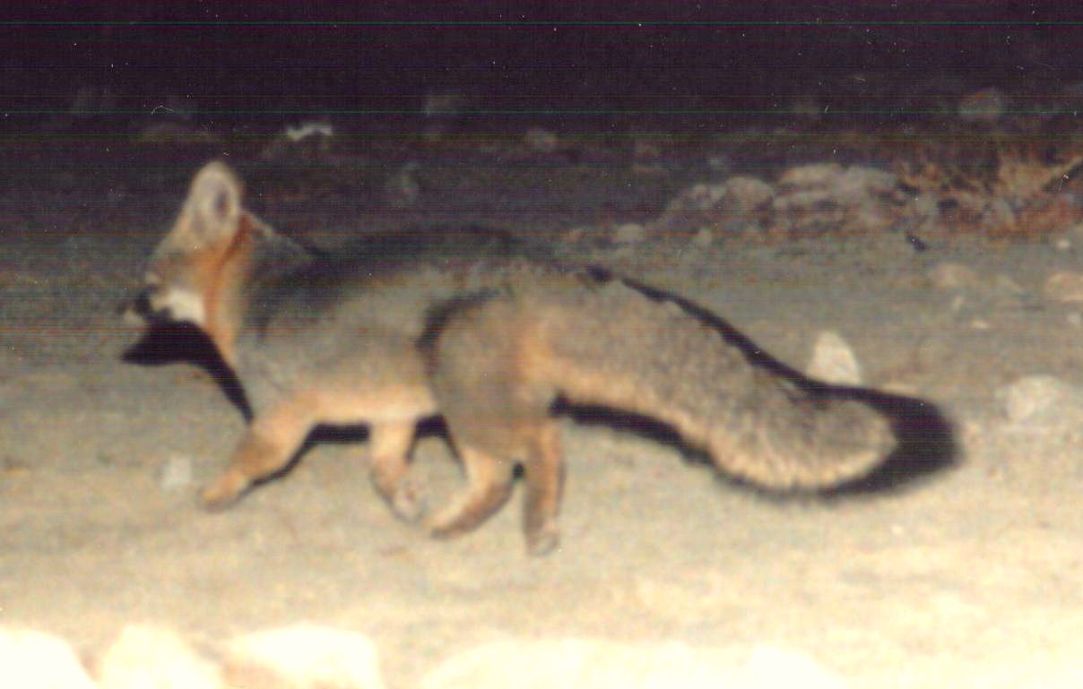 Cannundrums What Does the Fox Taste Like?