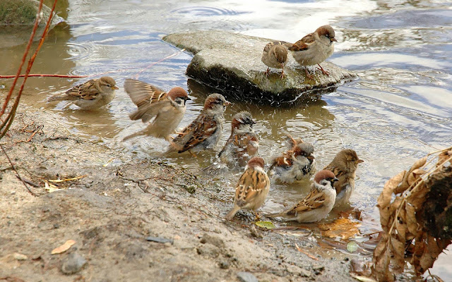 Group of sparrows taking a bath