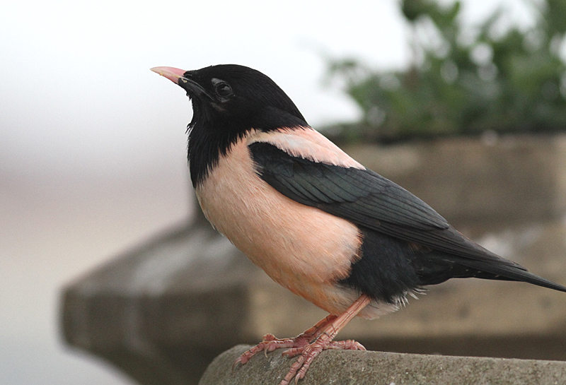 Brian's birding blog RoseColoured Starling Wells next the sea WHAT A