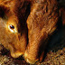 Detectan nuevo caso de "enfermedad de las vacas locas" en granja de Escocia