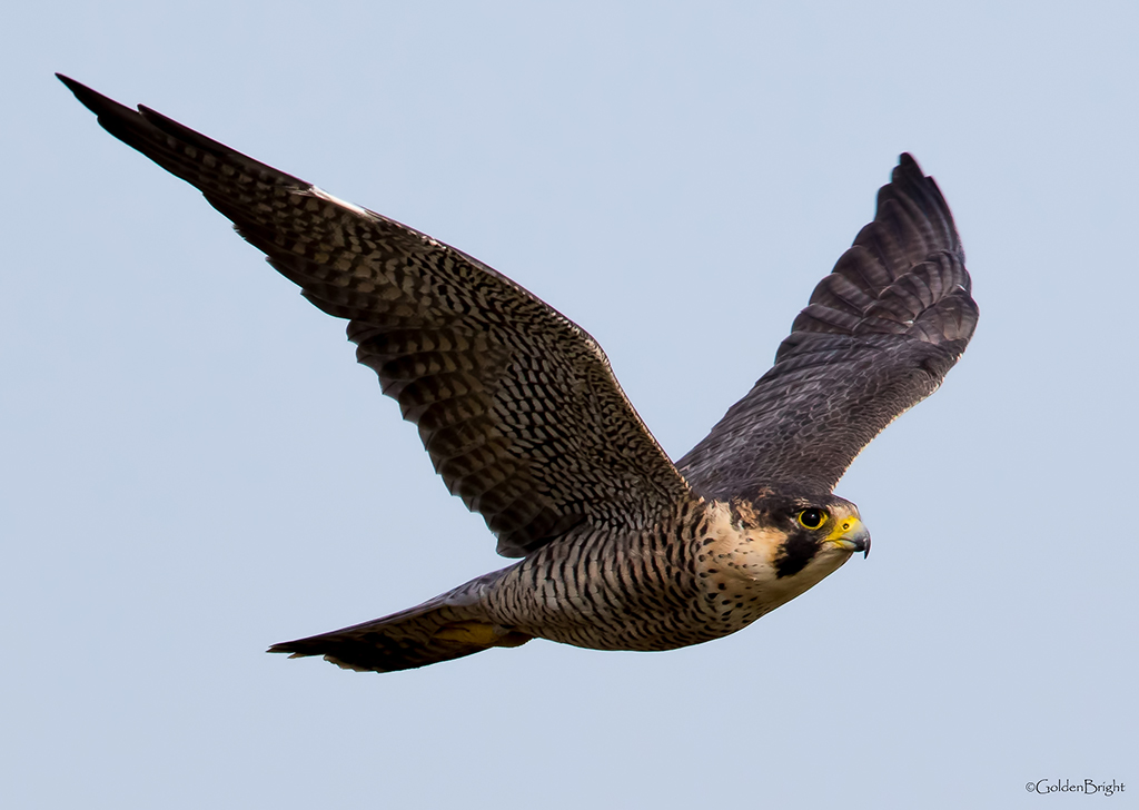 peregrin falcon sound barrier peregrin falcon sound barrier