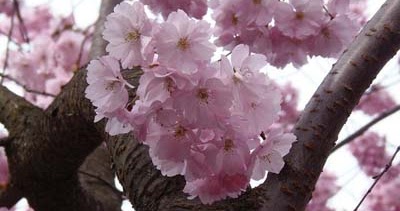 Asal Nama Klasifikasi Dan Manfaat Bunga Sakura Info Global Kita