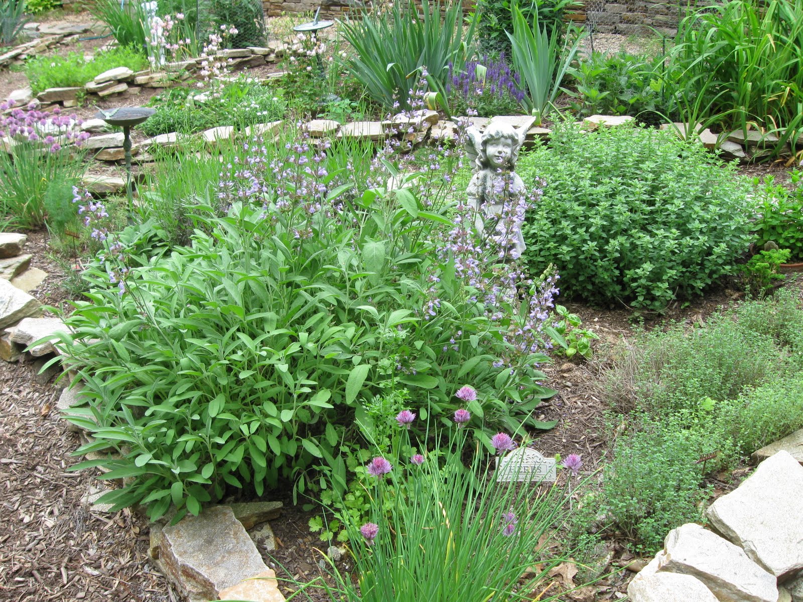 New Decade, New Chapter, New Hampshire: Herbs in the Perennial Garden