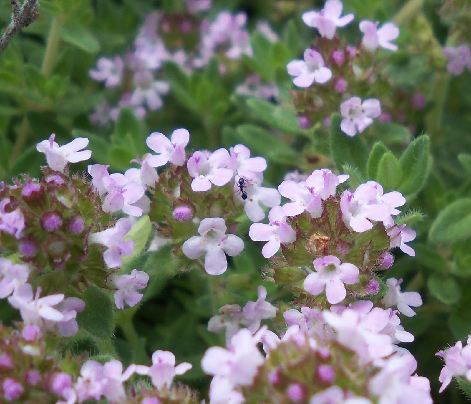 The Essential Herbal Blog First Herb Garden, Part 1 Culinary