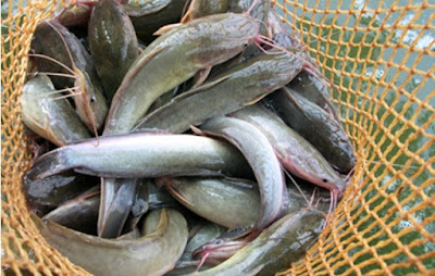 Cara Budidaya Ikan Lele di Kolam Terpal