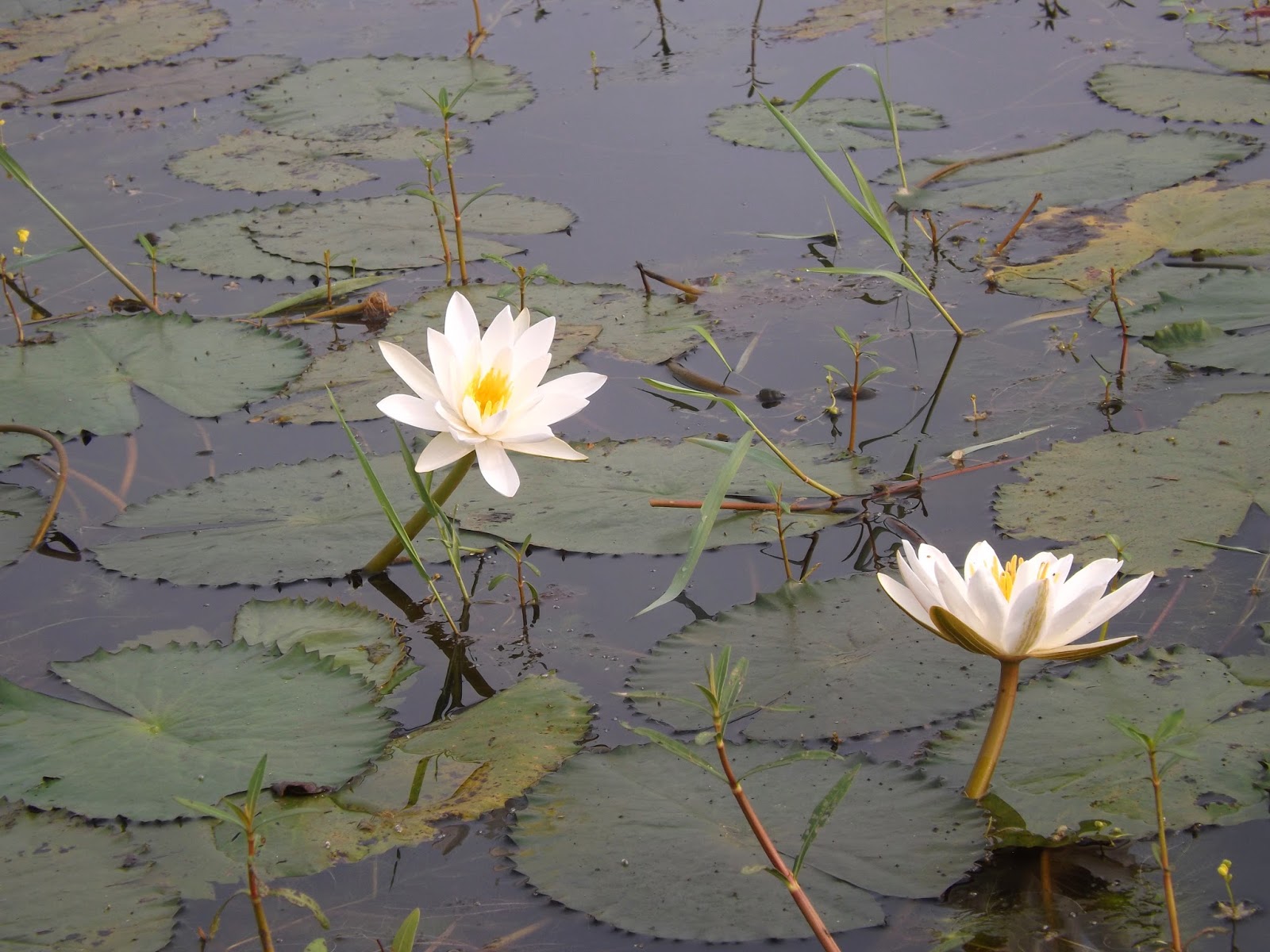 Shapla or White water lily, Nymphaea pubescens