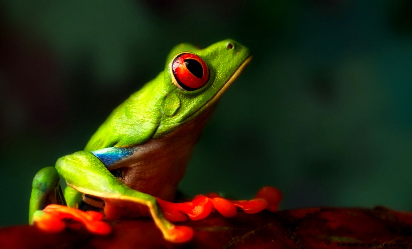 Green Frog Desktop Wallpaper