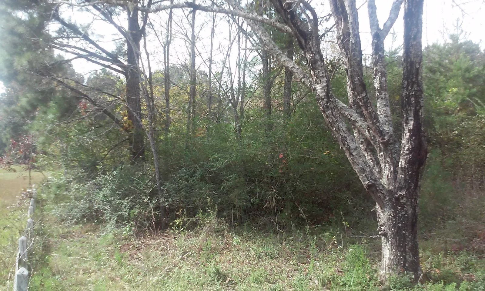 Gohn Greene Farms: Clearing the Front Fence