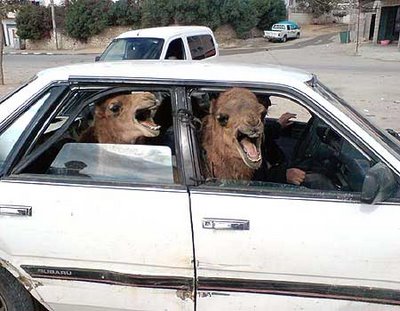 Camels_in_car.jpg