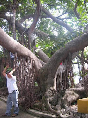Amazing and Funny Trees