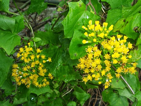 Senecio trepador (Senecio mikanioides)flor amarilla
