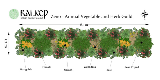 Zeno%2Bplanting%2Bscheme.jpg