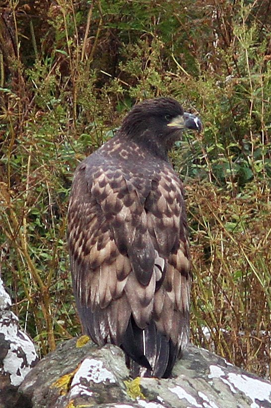 Juvenile White-tailed Eagle